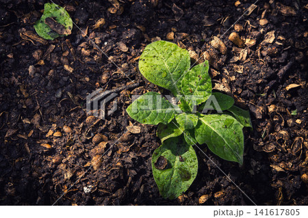 Young green seedling emerging from rich dark soil with water droplets Young green seedling emerging from rich dark soil with water droplets 141617805