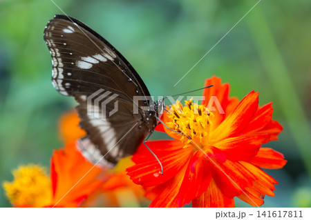 Dark butterfly with white markings feeding on a vibrant orange cosmos flower Dark butterfly with white markings feeding on a vibrant orange cosmos flower 141617811