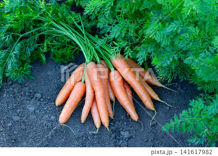Fresh big orange carrots are among foliage of the garden row. Fresh big orange carrots are among foliage of the garden row. 141617982