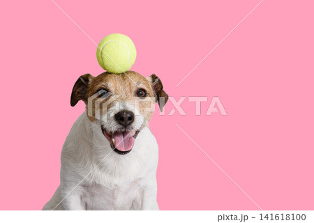 Jack Russell Terrier Dog Balancing Tennis Ball During Focus Training on Pink Background 141618100