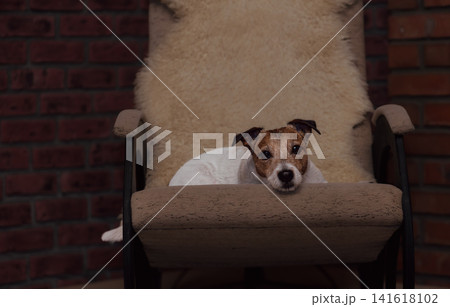 Senior Jack Russell Terrier Dog Resting on Rocking chair in Cozy Rustic Home Interior Senior Jack Russell Terrier Dog Resting on Rocking chair in Cozy Rustic Home Interior 141618102