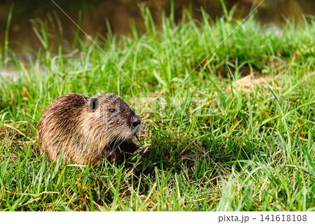 Nutria (Myocastor coypus) eating grass in wetland ecosystem riparian habitat Nutria (Myocastor coypus) eating grass in wetland ecosystem riparian habitat 141618108