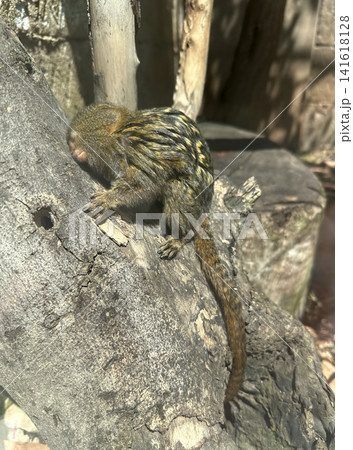 Smallest species of monkey pygmy marmoset (Cebuella pygmaea) 141618128