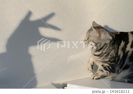 影遊びをする可愛いアメリカンショートヘアの猫 141618211