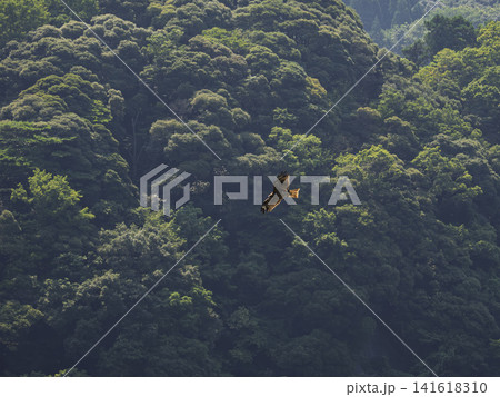 深緑の山を舞う、悠然たるトンビの飛翔 深緑の山を舞う、悠然たるトンビの飛翔 141618310