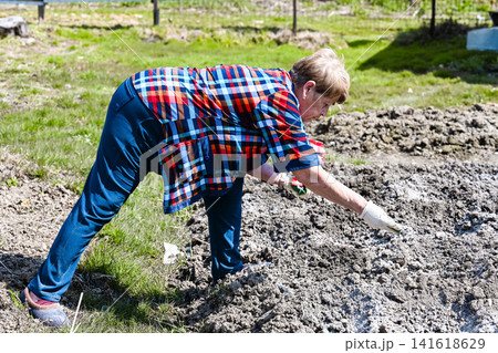 Russian 73 years old elderly woman throws pest control granule into holes protecting soil from mole cricket and colorado beetle during potato planting Russian 73 years old elderly woman throws pest control granule into holes protecting soil from mole cricket and colorado beetle during potato planting 141618629