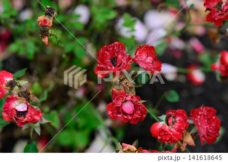 Red juwel miniature rose flower clusters with raindrops blooming on bush after rain with blurred copy space 141618645