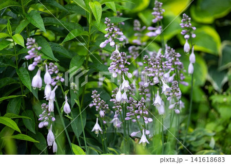 Purple hosta ventricosa flower blooming in summer garden close up on green leaf background texture with copy space look 141618683