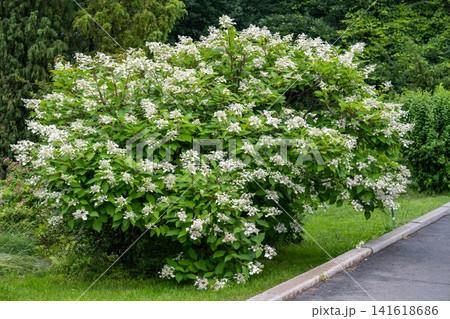 White hydrangea paniculata bush blooming with flower inflorescence in summer park on green tree background copy space 141618686