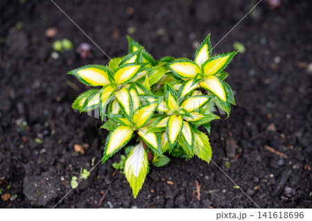 Variegated impatiens sunpatiens spreading white flower sprout with raindrop blooming in summer garden 141618696
