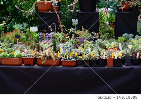 Assorted succulent plants and cacti on display at a flower market exhibition with dark copy space Assorted succulent plants and cacti on display at a flower market exhibition with dark copy space 141618699