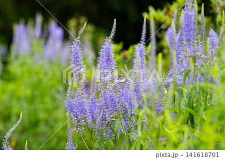 Blue veronica longifolia flower with insect and raindrop blooming in summer garden close up on natural green background copy space Blue veronica longifolia flower with insect and raindrop blooming in summer garden close up on natural green background copy space 141618701