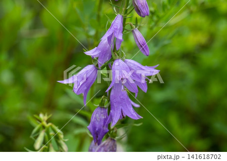 Purple campanula rapunculoides flower with raindrop blooming in summer garden close up on green background copy space Purple campanula rapunculoides flower with raindrop blooming in summer garden close up on green background copy space 141618702