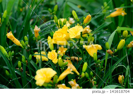 Yellow hemerocallis daylily flower with raindrop blooming in summer garden close up on green leaf background copy space Yellow hemerocallis daylily flower with raindrop blooming in summer garden close up on green leaf background copy space 141618704