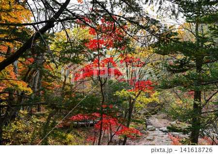Autumn forest in Russia with bright red maple trees and green conifers peaceful wilderness scenery showing natural beauty and seasonal landscape Autumn forest in Russia with bright red maple trees and green conifers peaceful wilderness scenery showing natural beauty and seasonal landscape 141618726