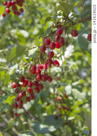 Ripe Autumn Olive Berries (Elaeagnus Umbellata) growing on a branch . oleaster Ripe Autumn Olive Berries (Elaeagnus Umbellata) growing on a branch . oleaster 141619028