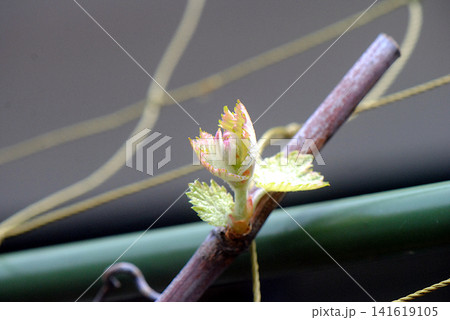 ブドウの芽吹き ブドウの芽吹き 141619105