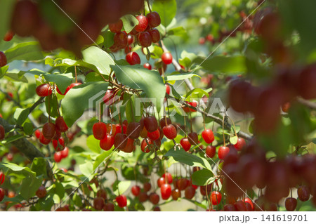 Ripe Autumn Olive Berries (Elaeagnus Umbellata) growing on a branch . oleaster Ripe Autumn Olive Berries (Elaeagnus Umbellata) growing on a branch . oleaster 141619701