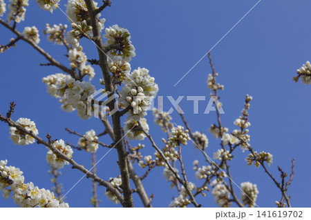 Apricot flower on nature background Apricot flower on nature background 141619702