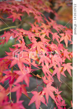 紅葉の風景。赤色に色づいたもみじがきれいです。 141619722