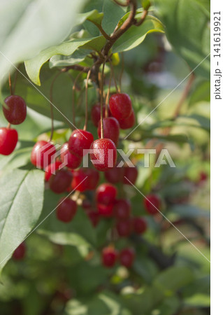 Ripe Autumn Olive Berries (Elaeagnus Umbellata) growing on a branch . oleaster Ripe Autumn Olive Berries (Elaeagnus Umbellata) growing on a branch . oleaster 141619921