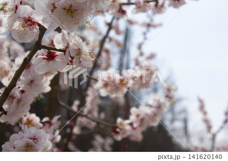 Apricot flower on nature background Apricot flower on nature background 141620140