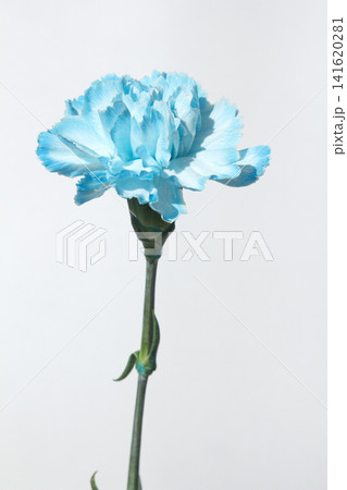 It's a white background and blue carnations. 141620281