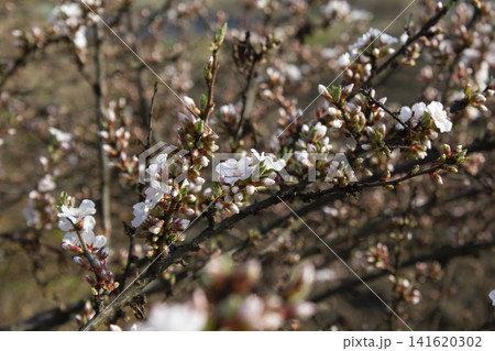 Pink cherry blossom(Cherry blossom, korean cherry) on the Nanking cherry tree.  141620302