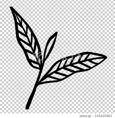 手描き風の茶葉と芽の線画イラスト 141620361