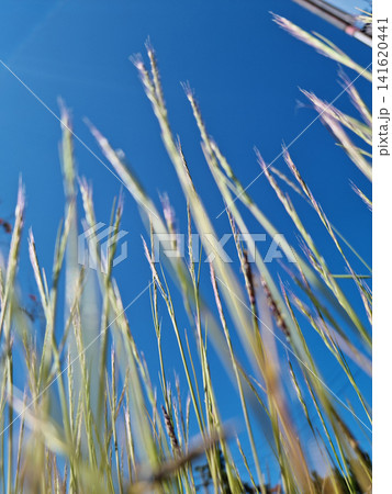 This is a low view of Indica grass. This is a low view of Indica grass. 141620441