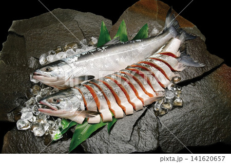 岩盤の上に氷とハランを敷いて新鮮な時鮭(若い白鮭)の魚体と丸ごと切り身にした食材画像。 岩盤の上に氷とハランを敷いて新鮮な時鮭(若い白鮭)の魚体と丸ごと切り身にした食材画像。 141620657