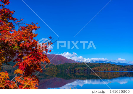【紅葉素材】秋が深まり紅葉した景色の青木湖【長野県】 141620800