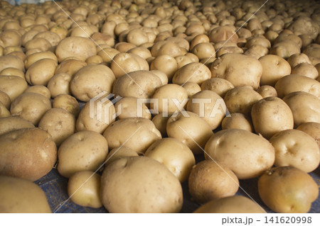 Fresh potatoes on the farm. Fresh potatoes on the farm. 141620998