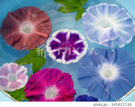 水鉢に浮かべられたカラフルな朝顔の花 141621516