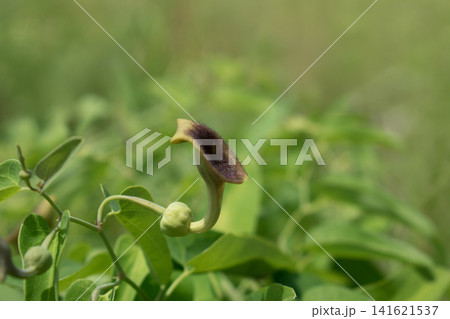 ウマノスズクサの花と葉 141621537