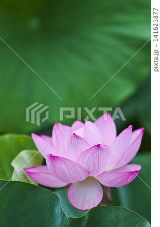 夏の公園の池に咲く蓮の花 夏の公園の池に咲く蓮の花 141621877