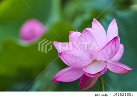 夏の公園の池に咲く蓮の花 夏の公園の池に咲く蓮の花 141621883