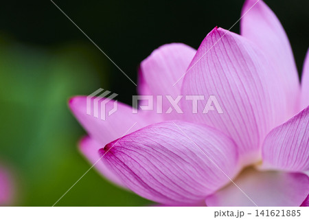 夏の公園の池に咲く蓮の花 夏の公園の池に咲く蓮の花 141621885