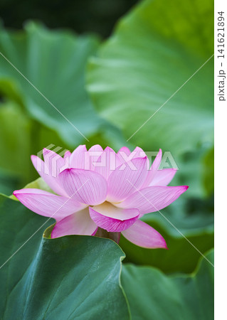 夏の公園の池に咲く蓮の花 夏の公園の池に咲く蓮の花 141621894