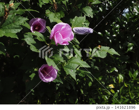 日差しを浴びた赤紫色のムクゲの花(鏡川岸の木槿) 日差しを浴びた赤紫色のムクゲの花(鏡川岸の木槿) 141621896