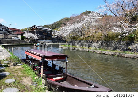 滋賀県近江八幡市 八幡堀と満開桜と八幡堀遊歩道と和舟八幡堀めぐり 滋賀県近江八幡市 八幡堀と満開桜と八幡堀遊歩道と和舟八幡堀めぐり 141621917