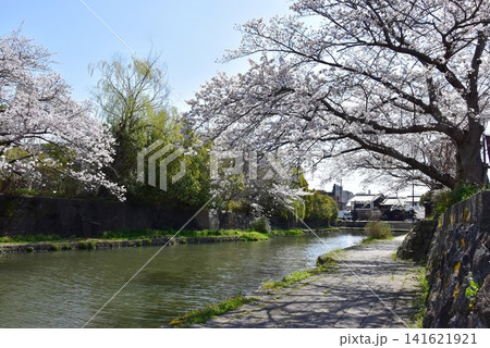 滋賀県近江八幡市 八幡堀と満開桜と八幡堀遊歩道 滋賀県近江八幡市 八幡堀と満開桜と八幡堀遊歩道 141621921
