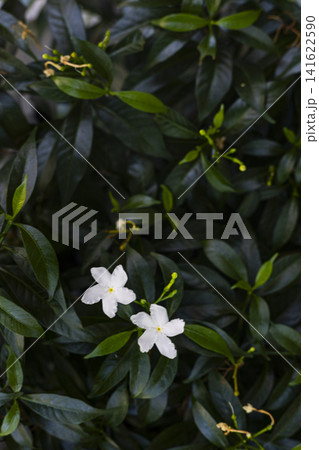 White Pinwheel Flowers Blooming On Bush White Pinwheel Flowers Blooming On Bush 141622590