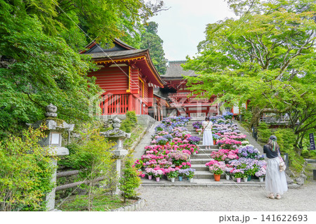 奈良県桜井市 新緑の談山神社の楼門前に並べられた紫陽花の階段で写真を撮る女性たち 奈良県桜井市 新緑の談山神社の楼門前に並べられた紫陽花の階段で写真を撮る女性たち 141622693