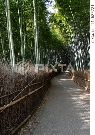 日本の春の京都　嵐山周辺の街並み　観光名所の竹林の小径　沢山の竹に囲まれた神秘的な小道 141622721