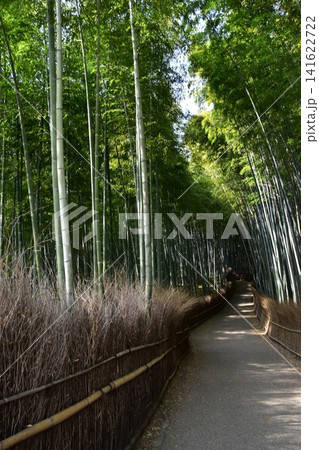 日本の春の京都　嵐山周辺の街並み　観光名所の竹林の小径　沢山の竹に囲まれた神秘的な小道 141622722