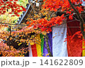 京都　今熊野観音寺　美しい秋の紅葉（京都府京都市東山区） 141622809