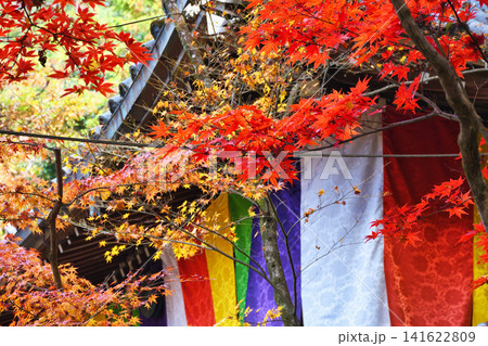 京都 今熊野観音寺 美しい秋の紅葉(京都府京都市東山区) 京都 今熊野観音寺 美しい秋の紅葉(京都府京都市東山区) 141622809