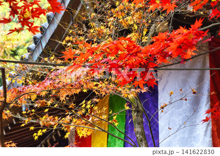 京都 今熊野観音寺 美しい秋の紅葉(京都府京都市東山区) 京都 今熊野観音寺 美しい秋の紅葉(京都府京都市東山区) 141622830