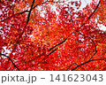 京都　今熊野観音寺　美しい秋の紅葉（京都府京都市東山区） 141623043